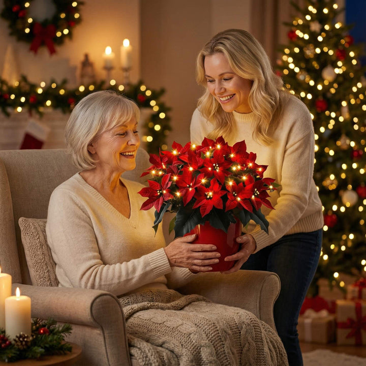 Radiant Ruby Poinsettia